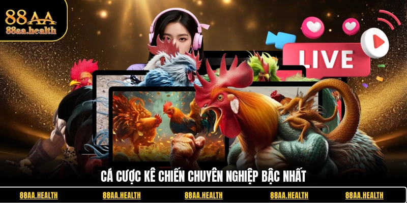 Cá cược kê chiến chuyên nghiệp bậc nhất